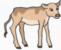 calf