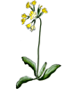 cowslip