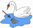 cygnet