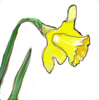 daffodil