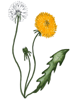 dandelion