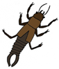 earwig