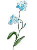 forget-me-not