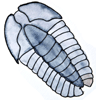 fossil