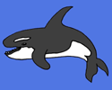 killer whale