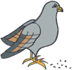 pigeon