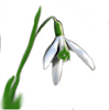 snowdrop