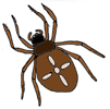 spider