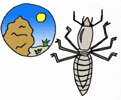 termite