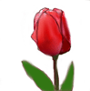 tulip