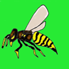 wasp